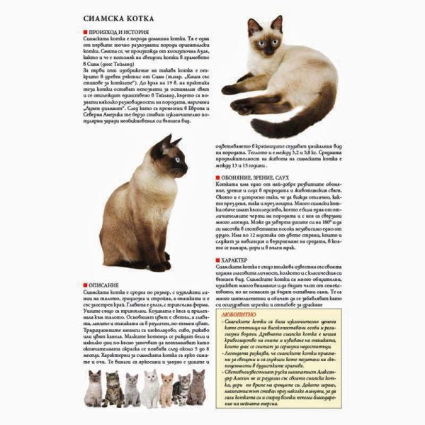 Сиамска котка (без изрязване)